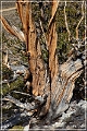 ancient_bristlecone_pine_forest_44