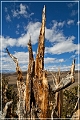 ancient_bristlecone_pine_forest_46