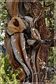ancient_bristlecone_pine_forest_48