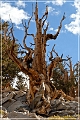 ancient_bristlecone_pine_forest_49
