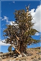 ancient_bristlecone_pine_forest_50