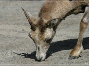 Bighorn Sheep