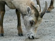 Bighorn Sheep