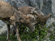 Bighorn Sheep