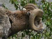 Bighorn Sheep