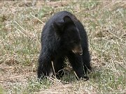 Schwarzbär