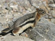 Ground Squiral