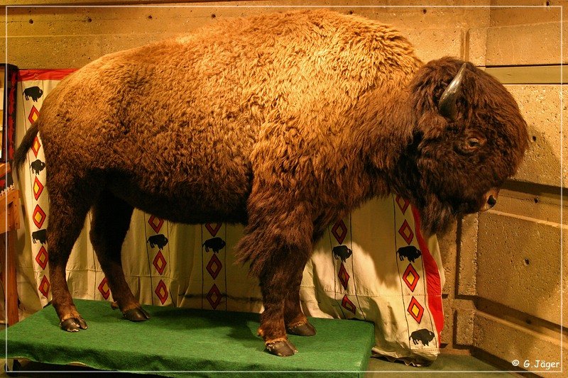 buffalo_jump_12.jpg