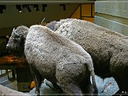 buffalo_jump_09