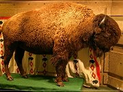 buffalo_jump_12