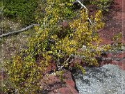 Red Rock Canyon
