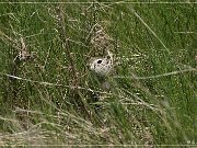 Horseshoe Canyon, Prairie Dog 2004