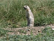 Horseshoe Canyon, Prairie Dog 2004