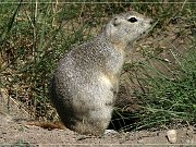 Horseshoe Canyon, Prairie Dog 2004