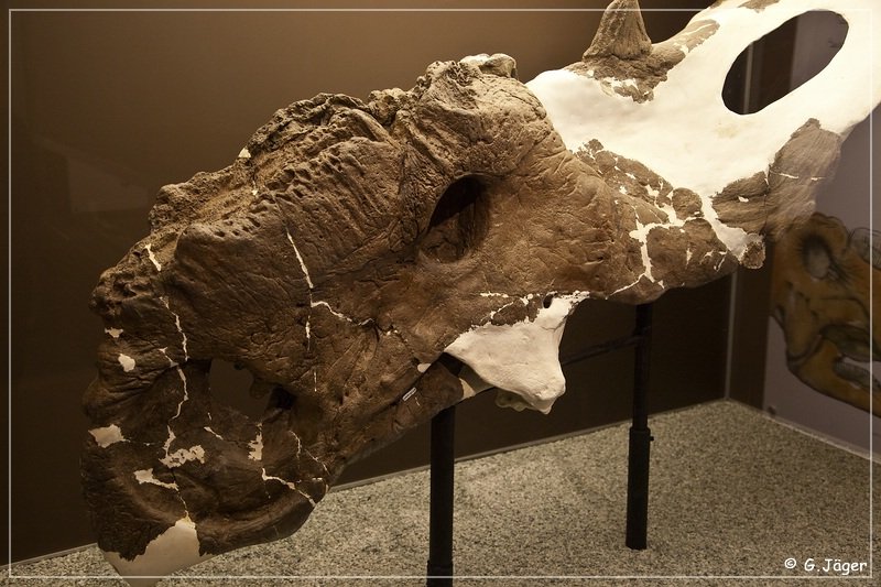 royal_tyrrell_museum_17.jpg