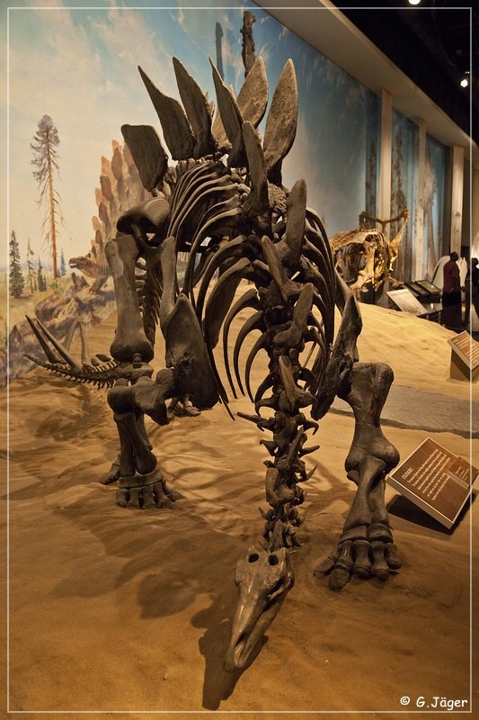 royal_tyrrell_museum_32.jpg