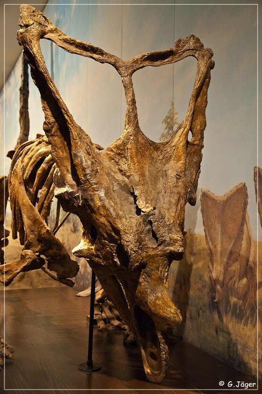 royal_tyrrell_museum_36.jpg