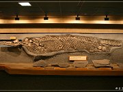 royal_tyrrell_museum_12