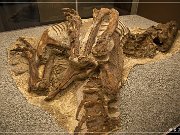 Royal Tyrrell Museum