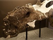 royal_tyrrell_museum_17