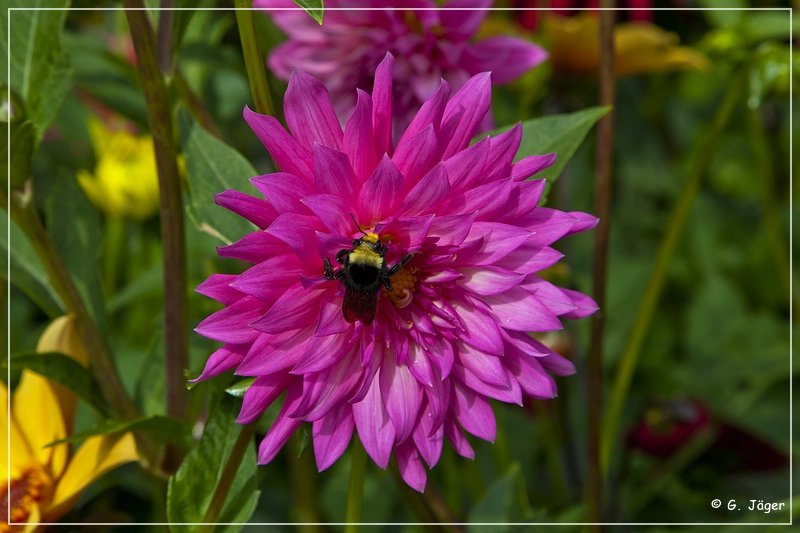 butchart_gardens_48.jpg