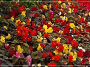 butchart_gardens_09