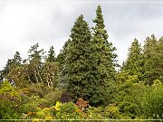 butchart_gardens_18