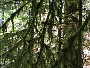 Cathedral Grove
