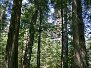 Cathedral Grove
