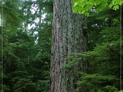Cathedral Grove