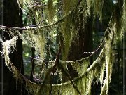 Cathedral Grove