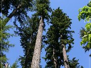 Cathedral Grove