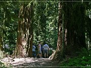 Cathedral Grove