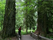 Cathedral Grove