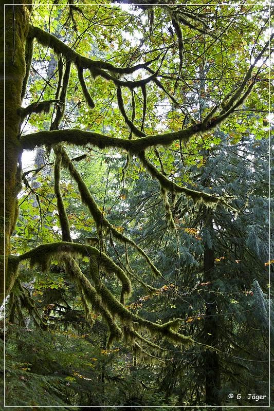 Cathedral Grove