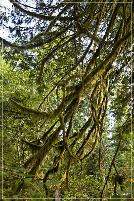 Cathedral Grove