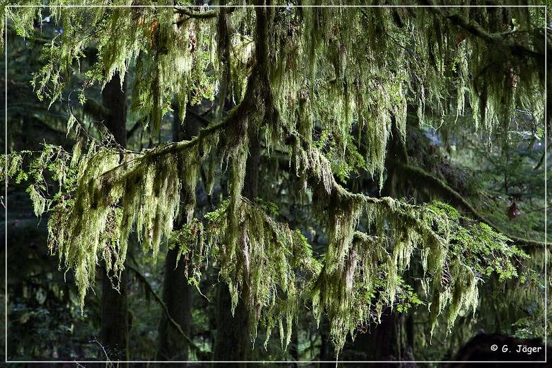 Cathedral Grove
