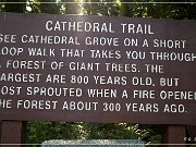 Cathedral Grove