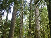 Cathedral Grove