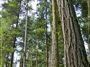 Cathedral Grove