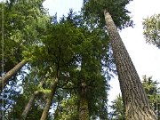 Cathedral Grove