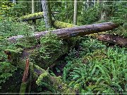 Cathedral Grove