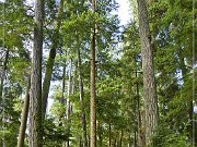 Cathedral Grove
