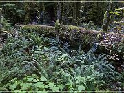 Cathedral Grove
