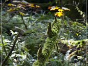 Cathedral Grove