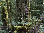 Cathedral Grove