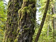 Cathedral Grove
