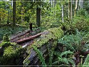 Cathedral Grove