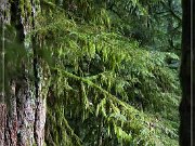 Cathedral Grove