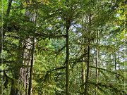 Cathedral Grove